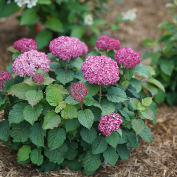 Invincibelle® Spirit II Smooth hydrangea (HYDRANGEA A. INVINCBLE® SPIRIT II) - 3 gallon