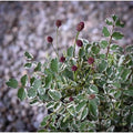 Little Angel Burnet (SANGUISORBA LITTLE ANGEL) - 1 gallon