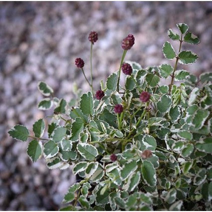 Little Angel Burnet (SANGUISORBA LITTLE ANGEL) - 1 gallon