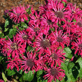 Pocahontas Red Rose Bee Balm (MONARDA POCAHONTAS RED ROSE) - 1 gallon