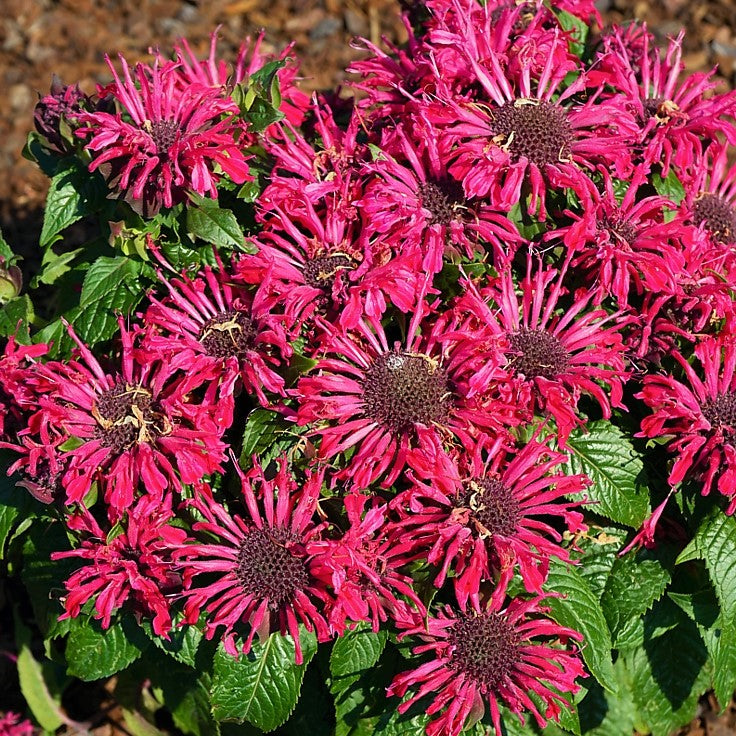 Pocahontas Red Rose Bee Balm (MONARDA POCAHONTAS RED ROSE) - 1 gallon