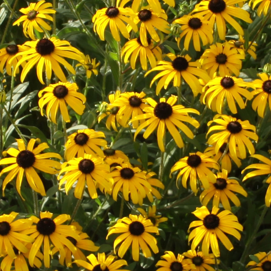 American Gold Rush Black-Eyed Susan (RUDBECKIA X AMERICAN GOLD RUSH)