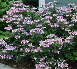 Tiny Tuff Stuff™ Mountain Hydrangea (HYDRANGEA S TINY TUFF STUFF) - 3 gallon