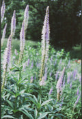 Culver's Root (VERONICASTRUM VIRGINICUM) - 1 gallon