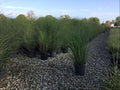 Scout Maiden Grass (GRASS - M. S. SCOUT) - 3 gallon