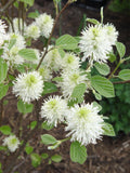 Mount Airy Dwarf Fothergilla (FOTHERGILLA MT. AIRY) - 2 gallon