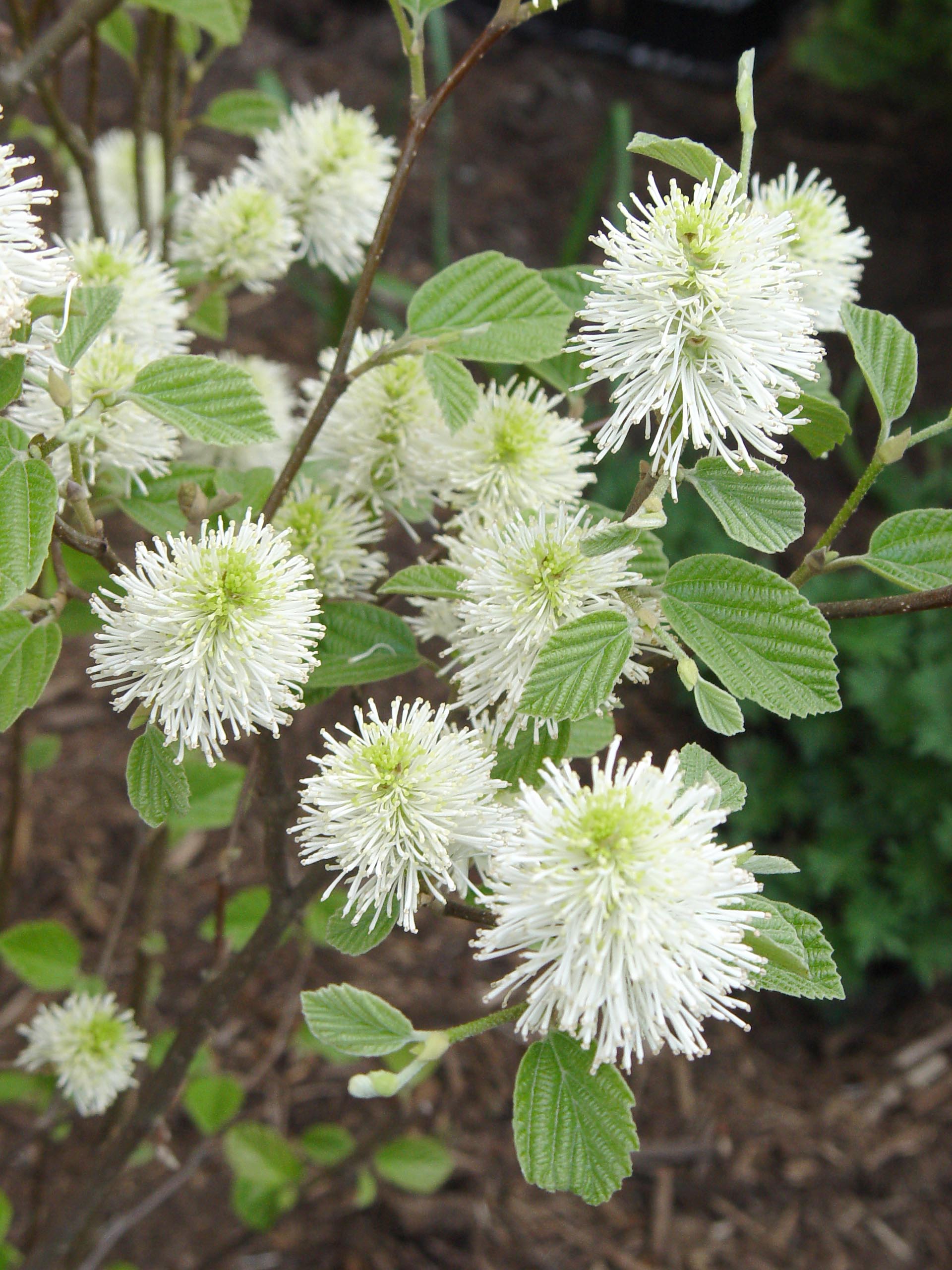 Mount Airy Dwarf Fothergilla (FOTHERGILLA MT. AIRY) - 2 gallon