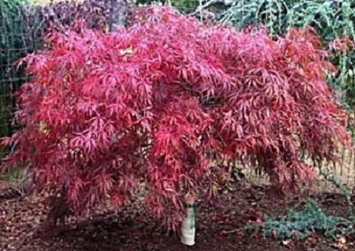 Tamukeyama Japanese Maple (ACER P.D. TAMUKEYAMA)