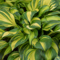 Hosta Rainbows End (HOSTA RAINBOWS END) - 1 gallon