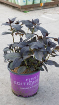 Eclipse® Bigleaf Hydrangea (HYDRANGEA M. ECLIPSE) - 3 gallon