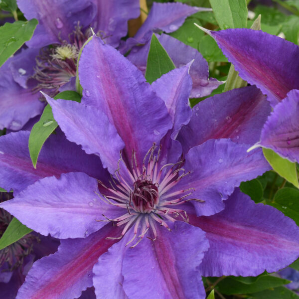 Paulie™ (CLEMATIS PAULIE)