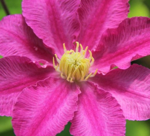 Abilene™ Clematis (CLEMATIS ABILENE)