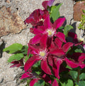 Elpis™ Clematis  (CLEMATIS ELPIS) - 1 gallon