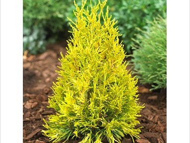 Forever Goldy Arborvitae (THUJA PLICATA 4EVER GOLDY)