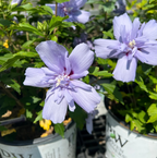 Blue Chiffon® Rose of Sharon (HIBISCUS S. BLUE CHIFFON) - 3 gallon 18"