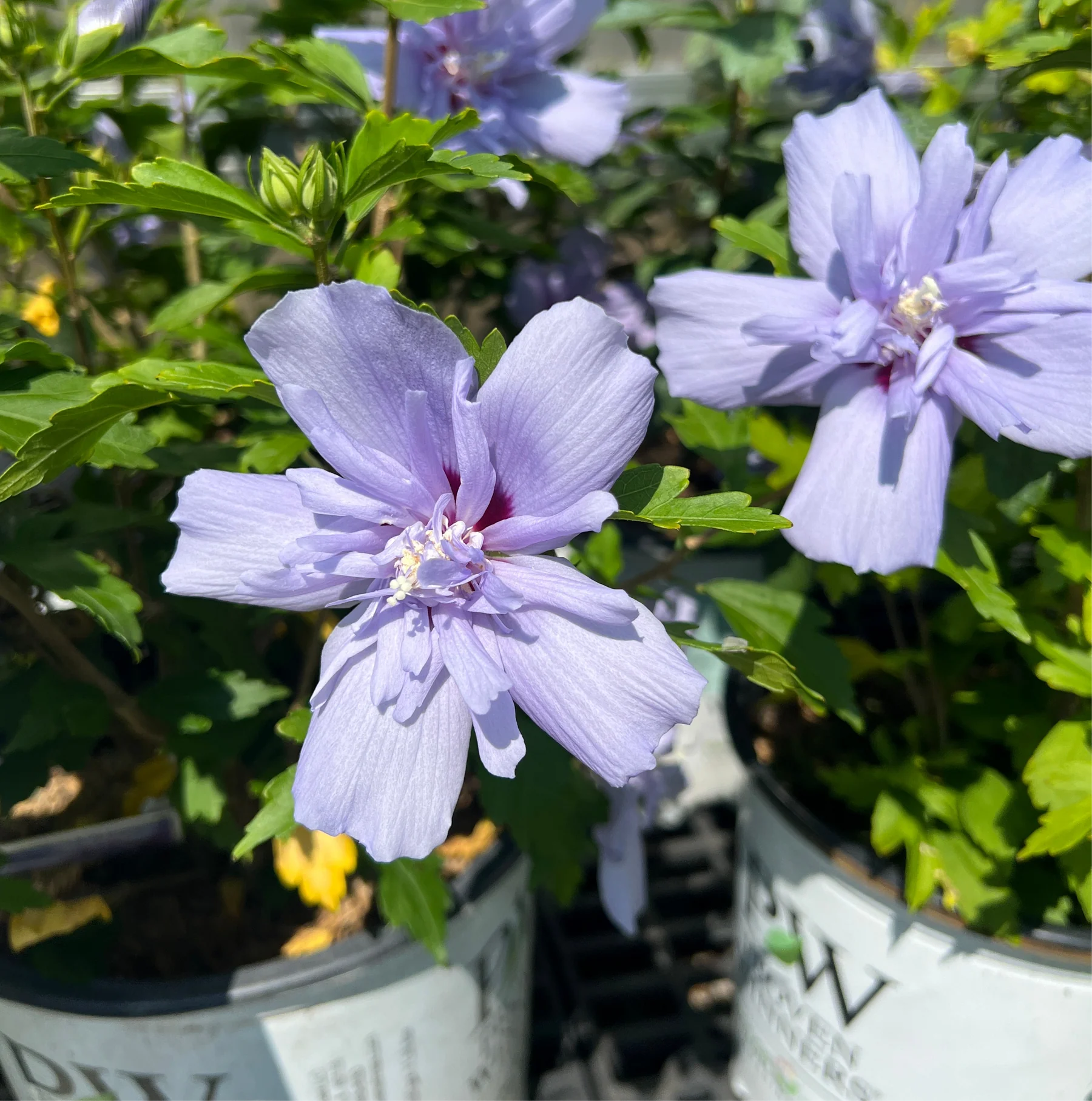 Blue Chiffon® Rose of Sharon (HIBISCUS S. BLUE CHIFFON) - 3 gallon 18"