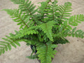 Tassel Fern (FERN -TASSEL) - 1 gallon
