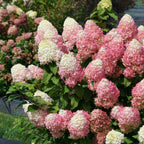 Quick Fire Fab® Panicle Hydrangea (HYDRANGEA P QUICK FIRE FAB) - 3 gallon