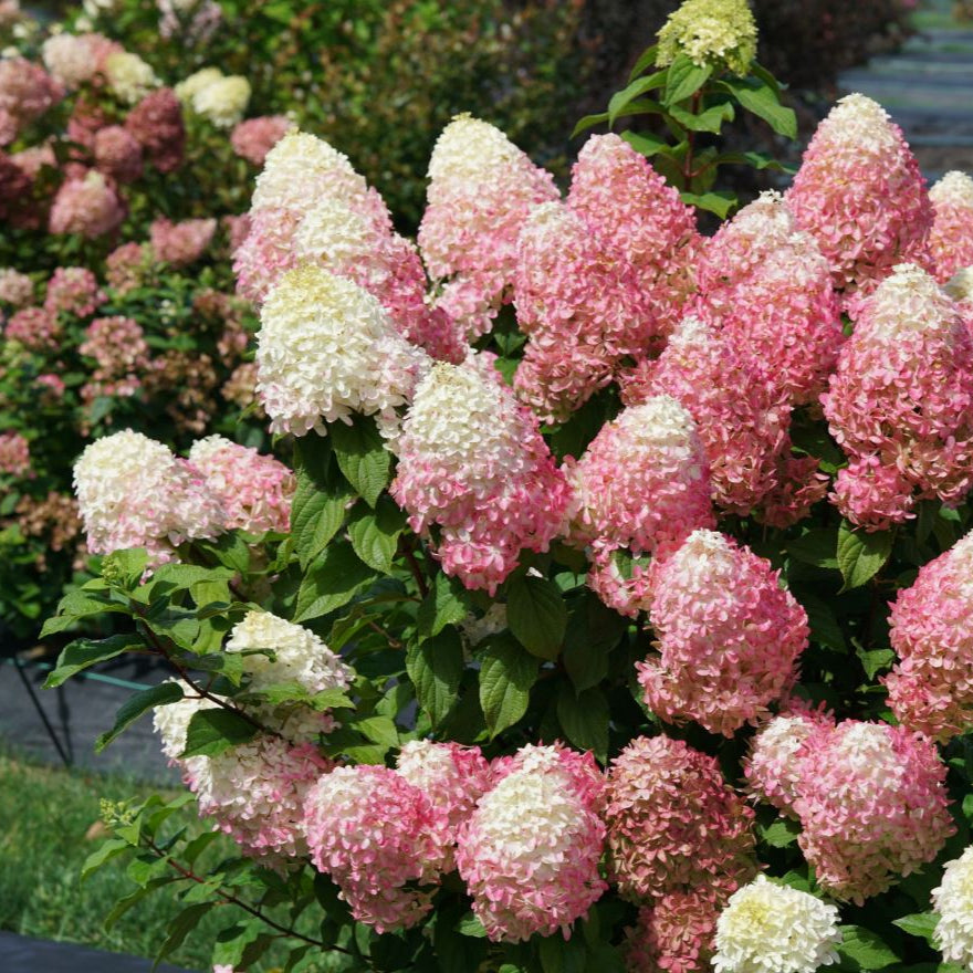 Quick Fire Fab® Panicle Hydrangea (HYDRANGEA P QUICK FIRE FAB) - 3 gallon