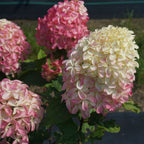 Quick Fire Fab® Panicle Hydrangea (HYDRANGEA P QUICK FIRE FAB) - 3 gallon