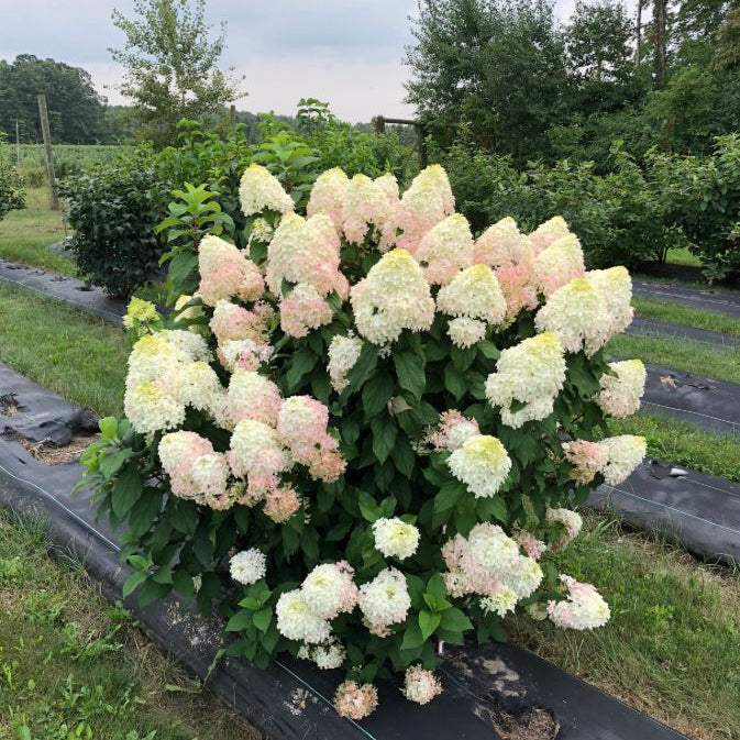 Quick Fire Fab® Panicle Hydrangea (HYDRANGEA P QUICK FIRE FAB) - 3 gallon