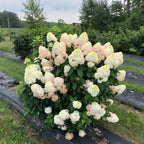Quick Fire Fab® Panicle Hydrangea (HYDRANGEA P QUICK FIRE FAB) - 3 gallon