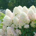 Quick Fire Fab® Panicle Hydrangea (HYDRANGEA P QUICK FIRE FAB) - 3 gallon