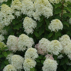 Quick Fire Fab® Panicle Hydrangea (HYDRANGEA P QUICK FIRE FAB) - 3 gallon