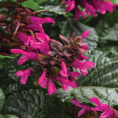 Salvia Rockin Fuchsia - 4.25" Proven Winners Annual