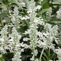 Salvia Unplugged White - 4.25" Proven Winners Annual