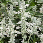 Salvia Unplugged White - 4.25" Proven Winners Annual