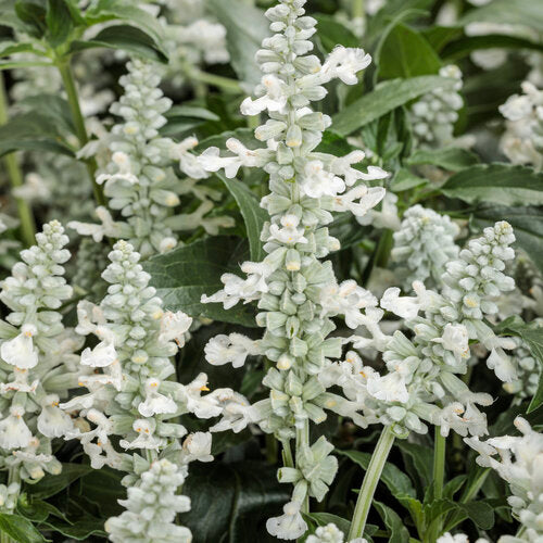 Salvia Unplugged White - 4.25" Proven Winners Annual