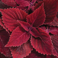 Coleus Colorblaze Rediculous - 4.25" Proven Winners Annual