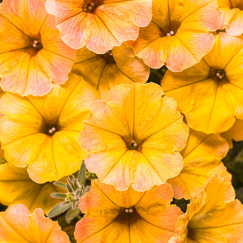 Petunia Supertunia Honey - 4.25" Proven Winners Annual