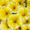 Petunia Supertunia Saffron Finch - 4.25" Proven Winners Annual