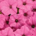 Petunia Supertunia Vista Bubblegum - 4.25" Proven Winners Annual