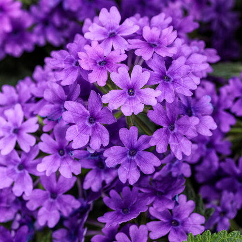 Verbena Superbena Cobalt - 4.25" Proven Winners Annual