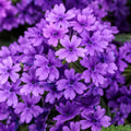 Verbena Superbena Cobalt - 4.25" Proven Winners Annual
