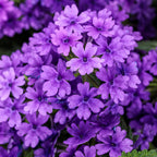 Verbena Superbena Cobalt - 4.25" Proven Winners Annual
