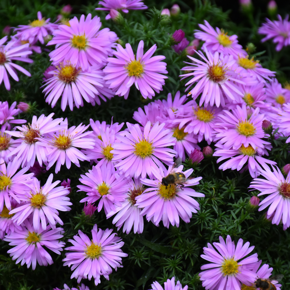 Woods Pink Aster | Ship My Plants
