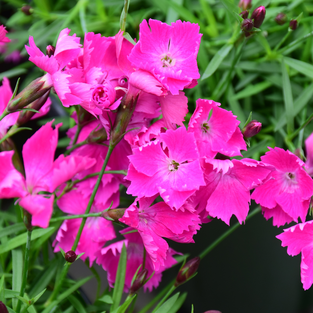Dianthus x 'Neon Star' (Garden Pinks) – Perennial Farm Marketplace