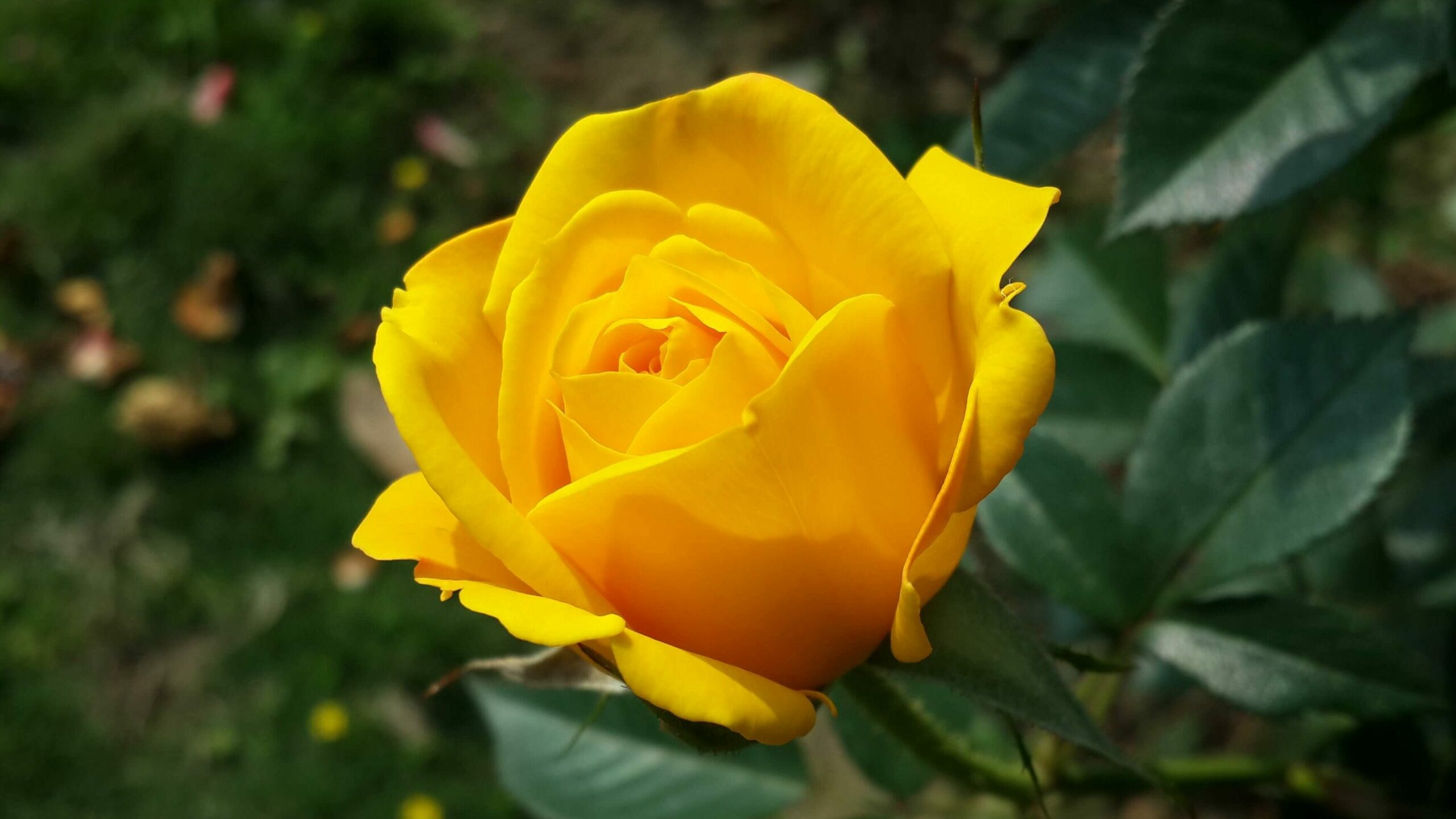 Sunny yellow rose in a garden.