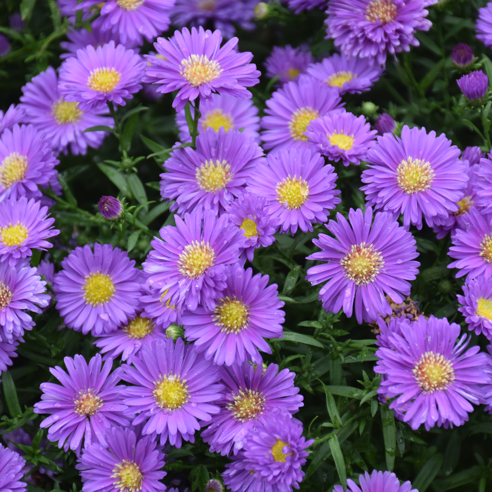 Tackling Powdery Mildew on Aster Plants | Ship My Plants