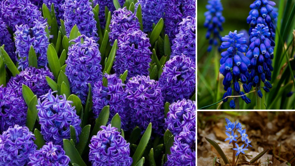 vibrant blue spring flowers