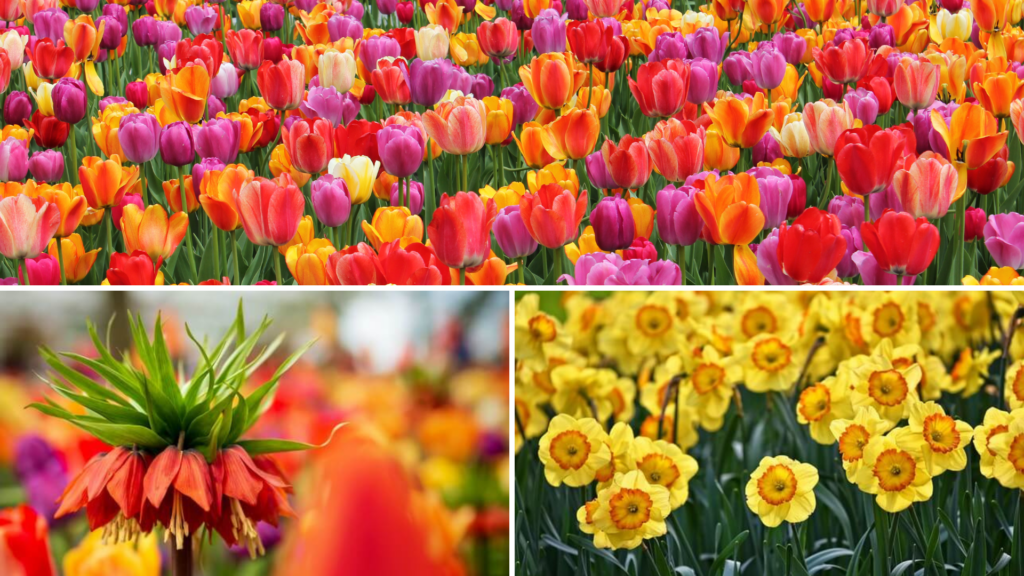 bright orange, pink, and yellow spring flowers