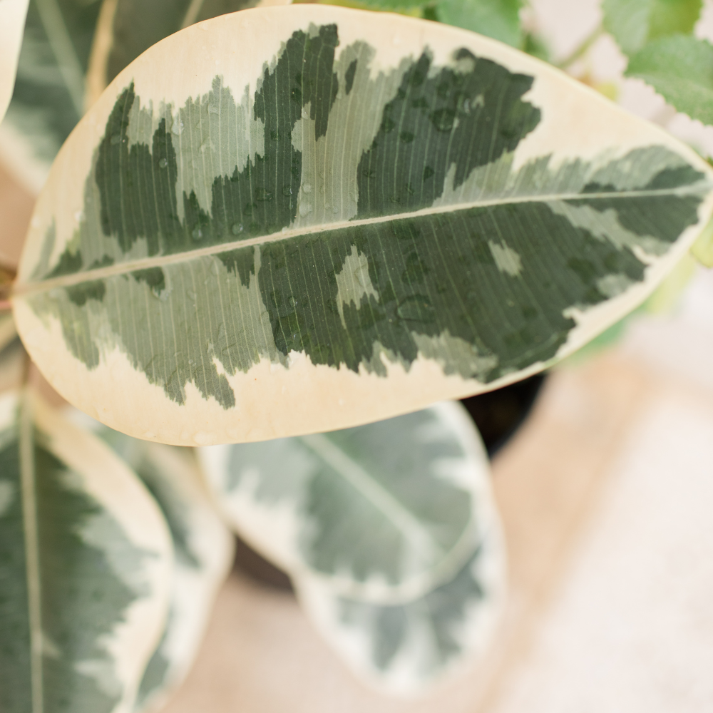 Creamy variegated Rubber Tree