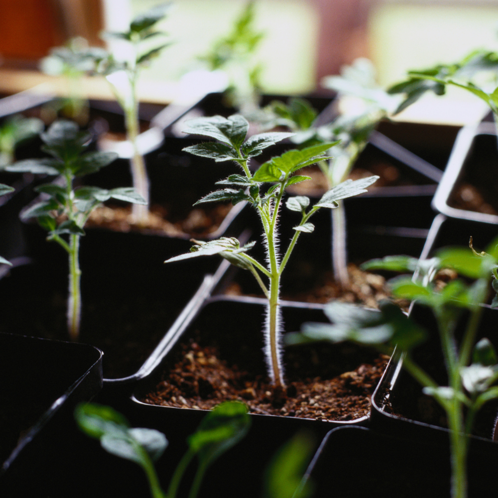Tomato seedlings growing indoors