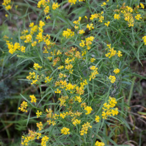 Solidago graminifolia (Grass-Leaved Goldenrod) #1 Pot - American ...