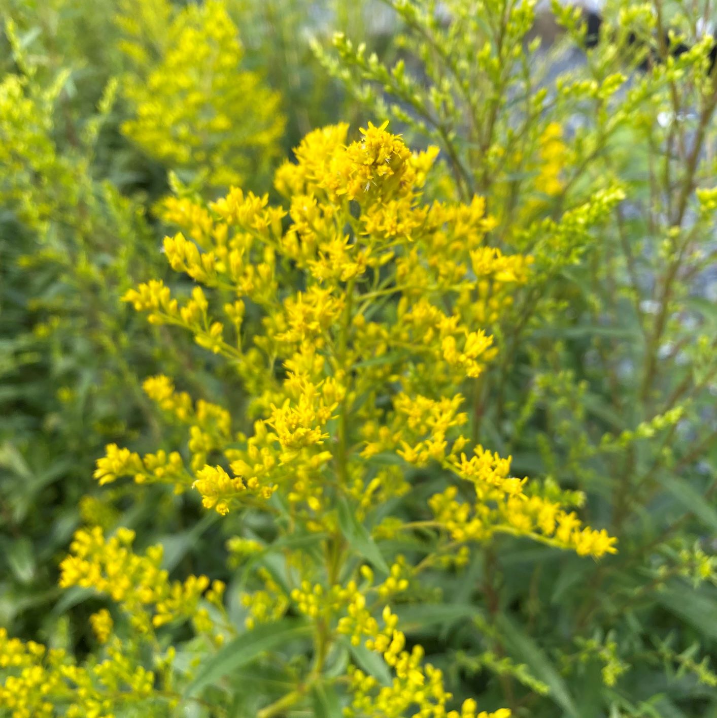 Solidago odora (Anise Scented Goldenrod) #1 Pot - American Beauties ...