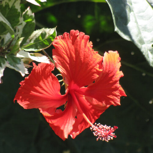 6" Hibiscus, Various Colors